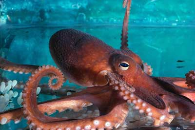 octopus-1