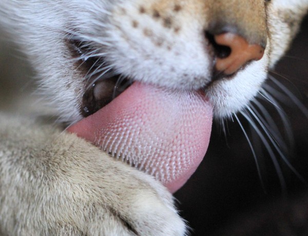 tongue-large