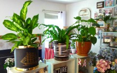 living-room-Introduce-tall-potted-plants-03
