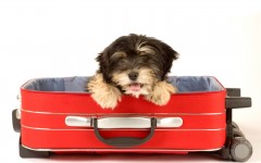 DOG-IN-SUITCASE