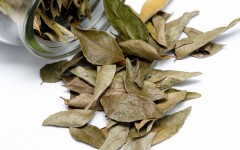 Dried bay leaves, a pungent seasoning in cookery with medicinal properties, spilling out of a glass container