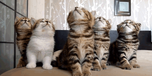 gato-best-cat-gifs-cute-kittens