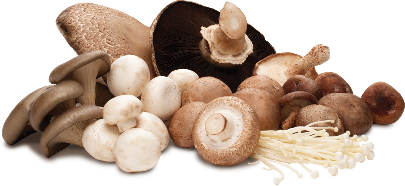mushroom-group