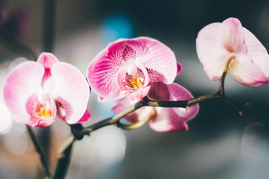 flor-orquidea