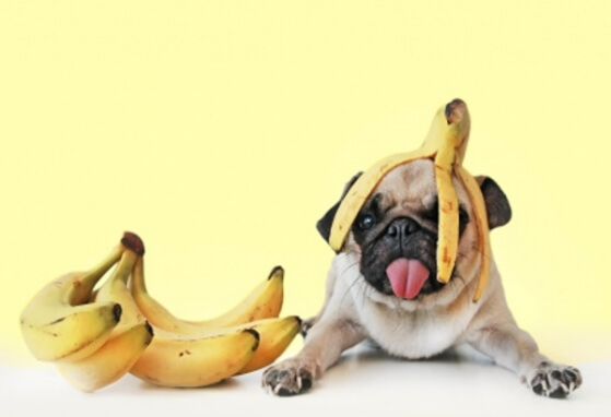cachorro-pode-comer-banana