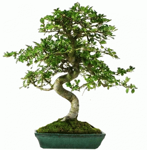 zelkova-bonsai-488x499