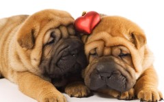 Animals Dogs_Two_shar_pei_puppies_in_love_047887_