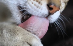 tongue-large
