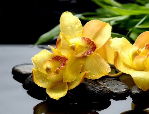 yellow-orchids