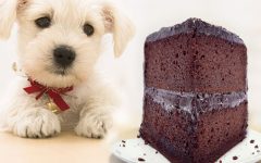 cachorro-e-chocolate