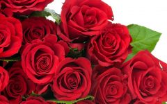 red-rose-flowers-wallpapers-hd